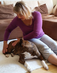 Physiotherapie für Ihren Hund von der Tierphysiotherapeutin